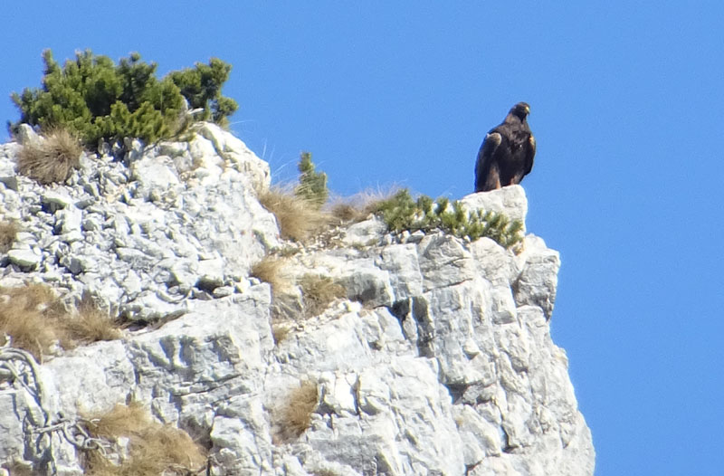 Aquila chrysaetos........posatoio